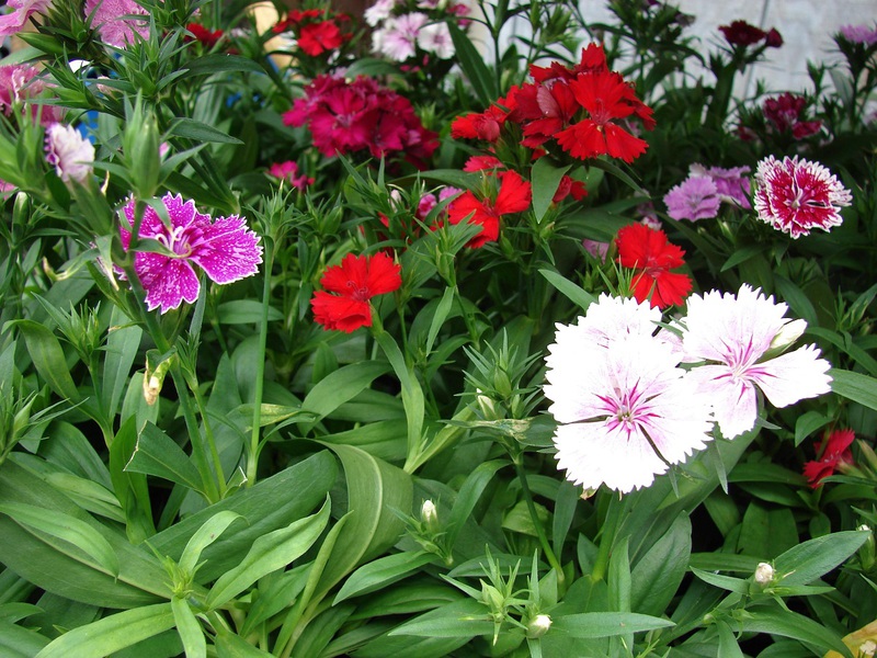 Paglalarawan ng mga bulaklak na carnation