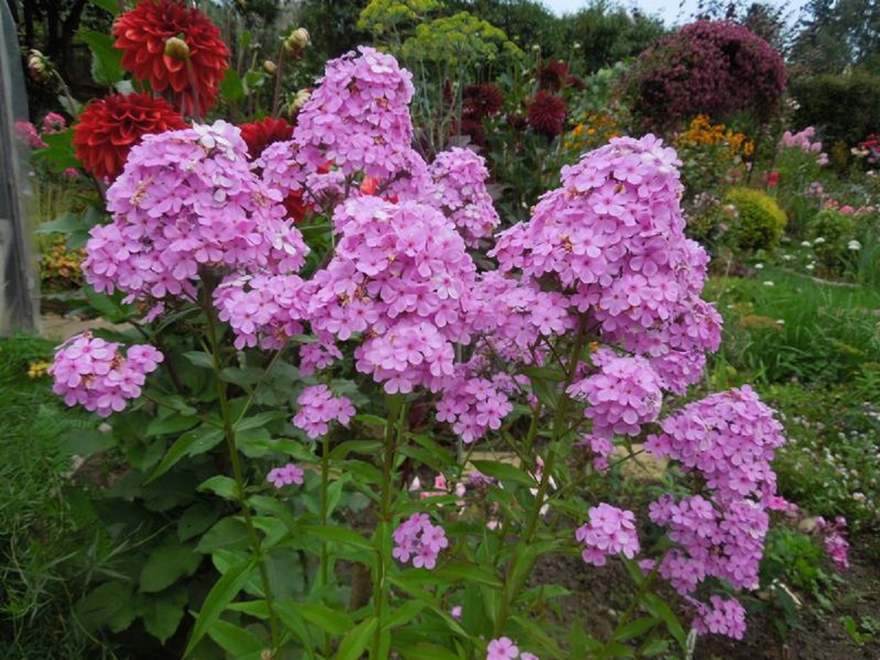 Propriedades de uma violeta noturna subdimensionada ou hesperis