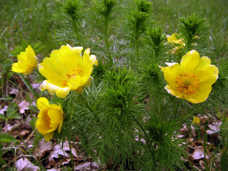 Descrição da flor para canteiros de adônis