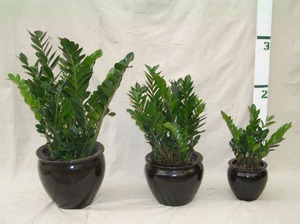 Zamioculcas é ideal para a sala