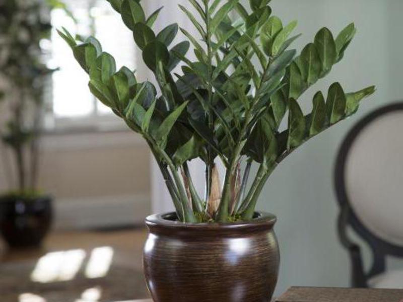 Betydningen af ​​blomsten zamioculcas