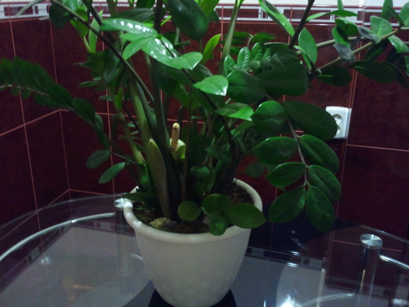 Dollar tree zamioculcas