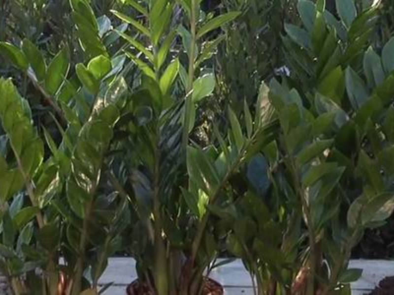 Çiçek kadın mutluluk zamioculcas