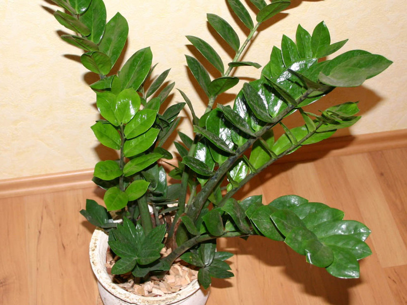 Çiçek zamioculcas çeşitleri