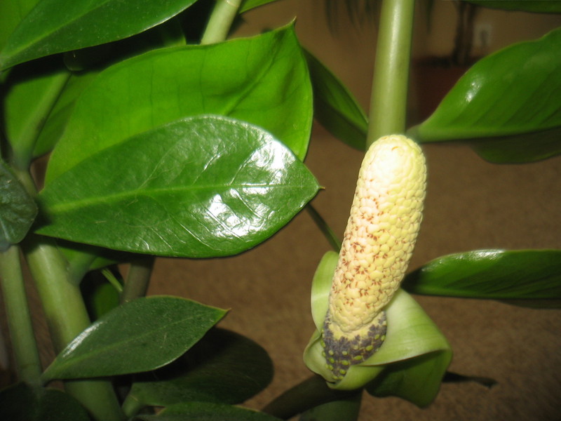 Groeiende zamioculcas