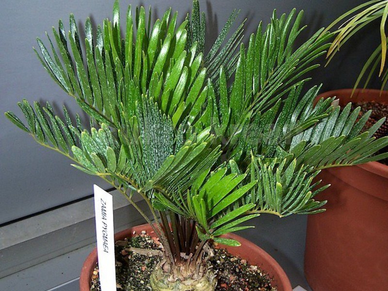 Features of care for zamioculcas