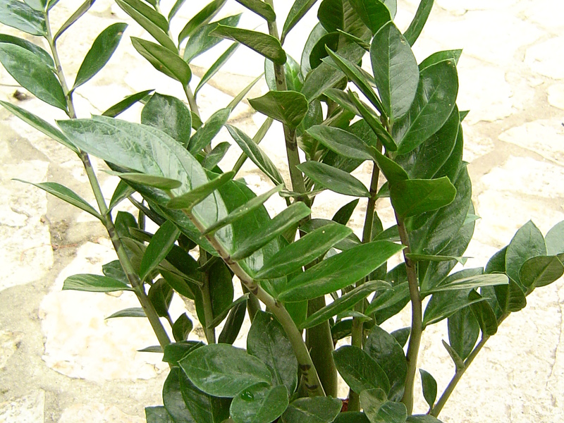 Watering a flower zamioculcas