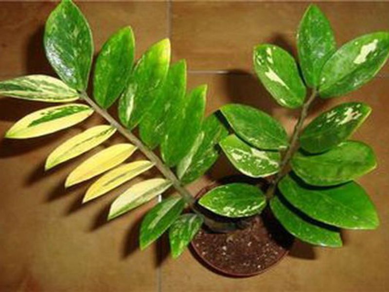 Floare fericire feminină zamioculcas