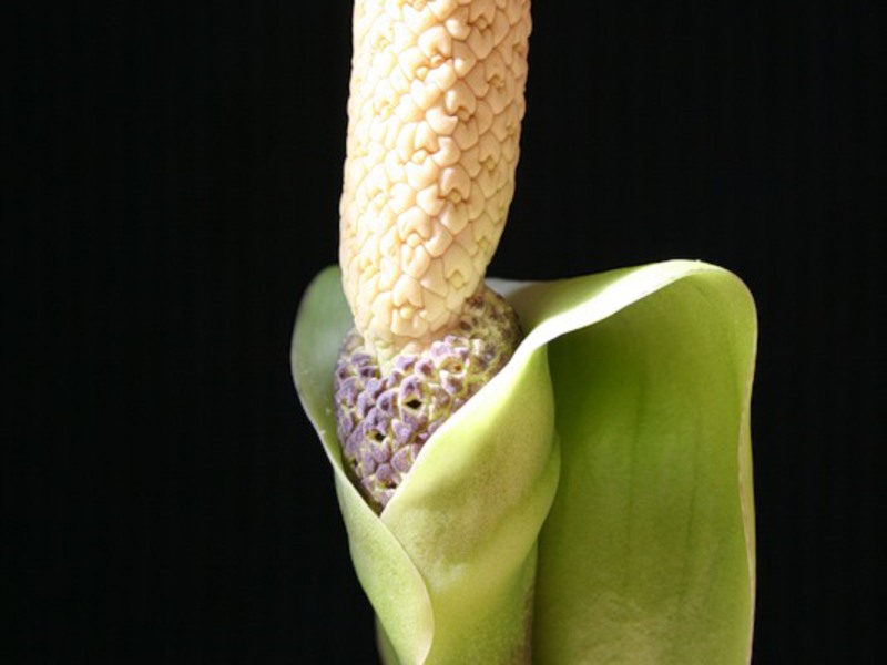 Zamioculcas nasıl yayılır