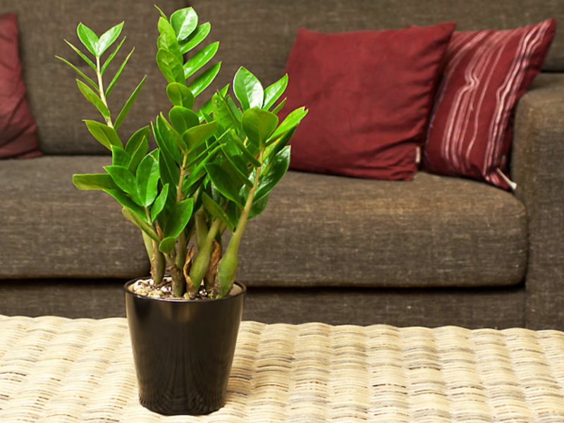 Zamioculcas és ideal per a l'habitació