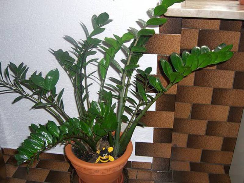 Büyüyen zamioculcas