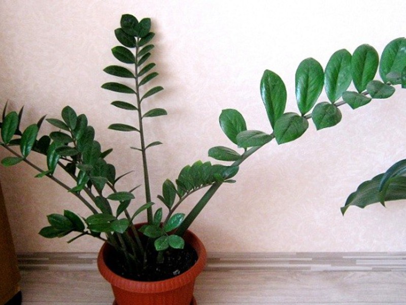 Zamioculcas-selibaatin kukka