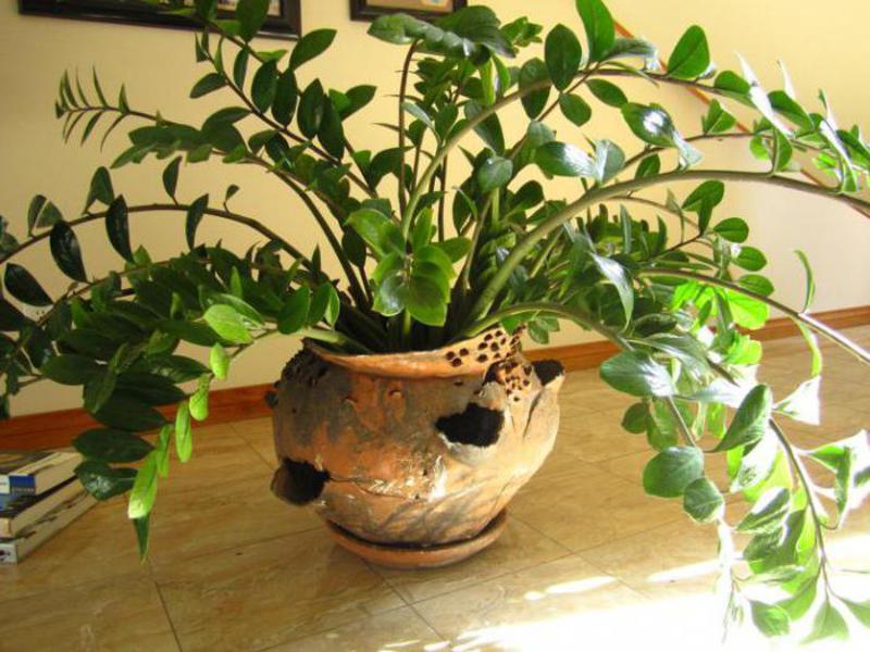 Gėlių moteriškos laimės zamioculcas