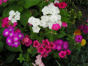 Descripción de plantas perennes de bajo crecimiento para macizos de flores.