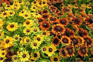 Tipos e variedades de rudbeckia