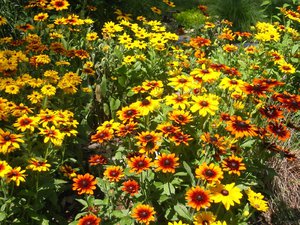 Monivuotinen rudbeckia, hoito