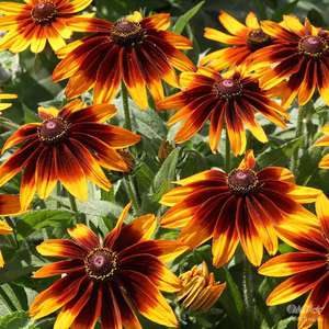 Bahçe çiçek rudbeckia