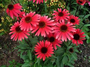 Comment pousse Rudbeckia