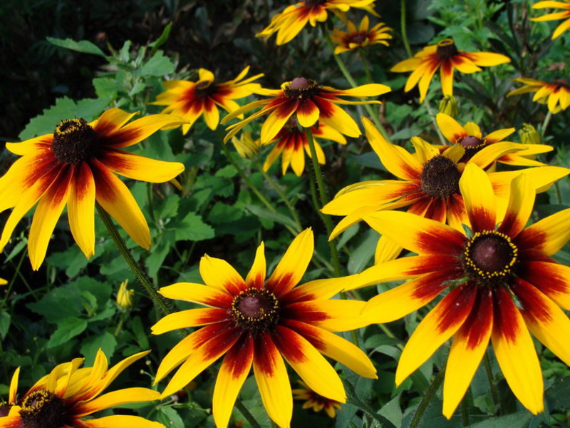 Como plantar rudbeckia