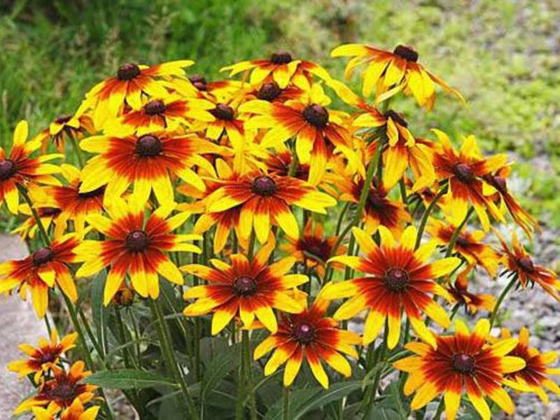 Overblijvende Rudbeckia, zorg