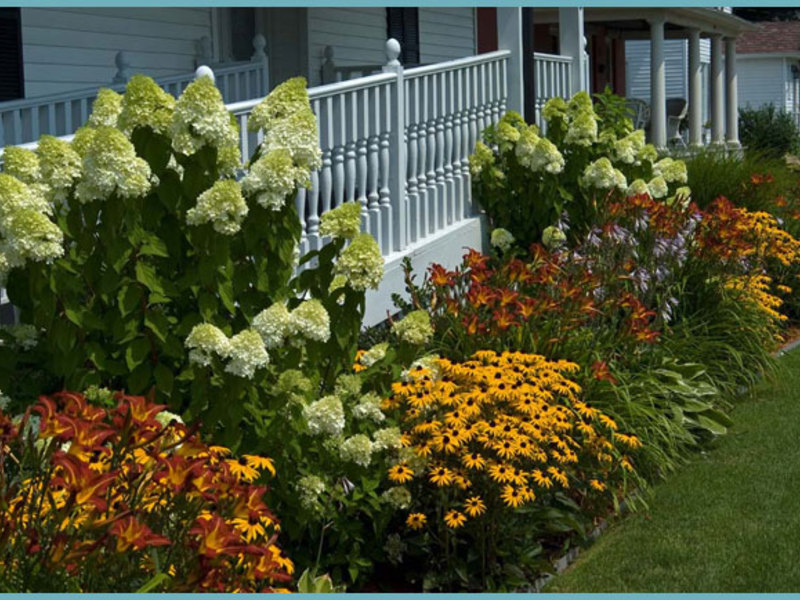 Rudbeckia zorg