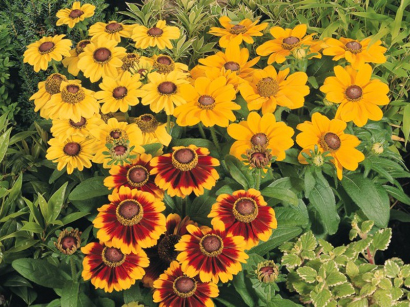 Maladies de la rudbeckia