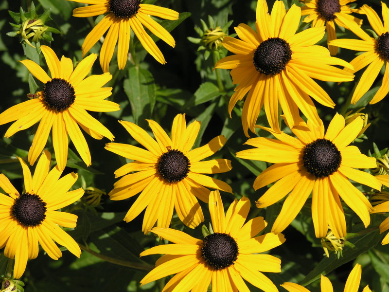 Szkodniki Rudbeckia