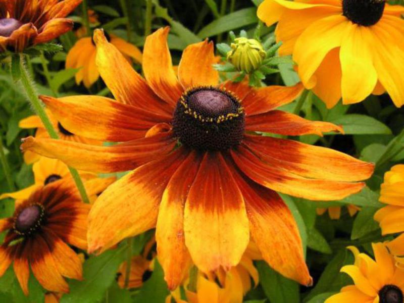 Veidi, kā aizsargāt pret kaitēkļiem, augu rudbeckia