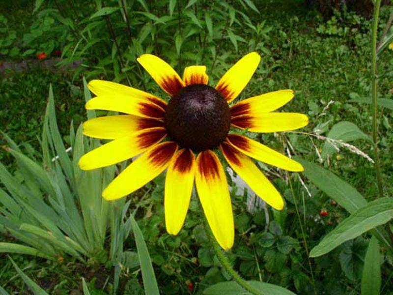 Rudbeckia in crescita