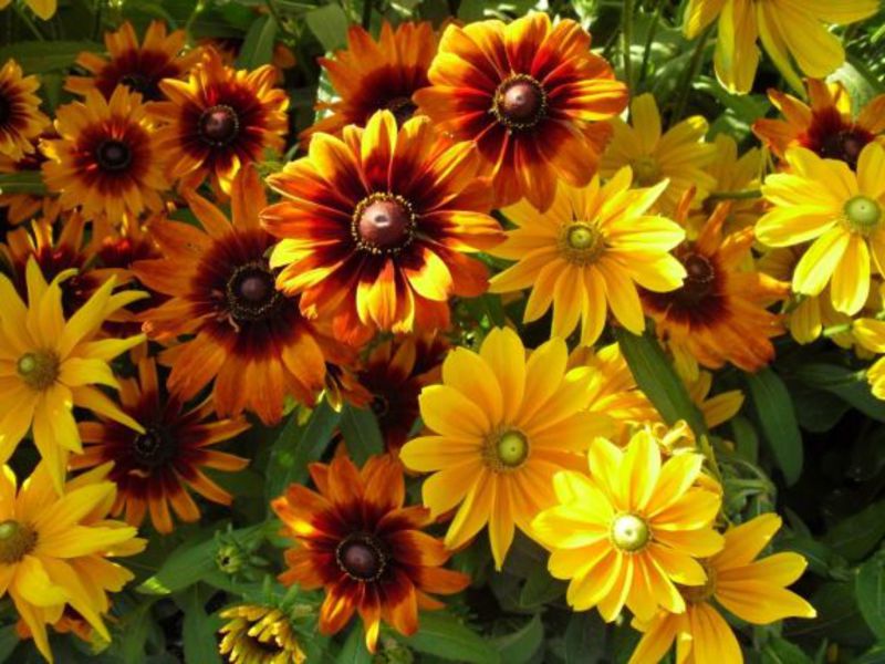 rudbeckia المعمرة ، والرعاية