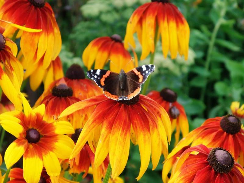 พืชยืนต้น rudbeckia