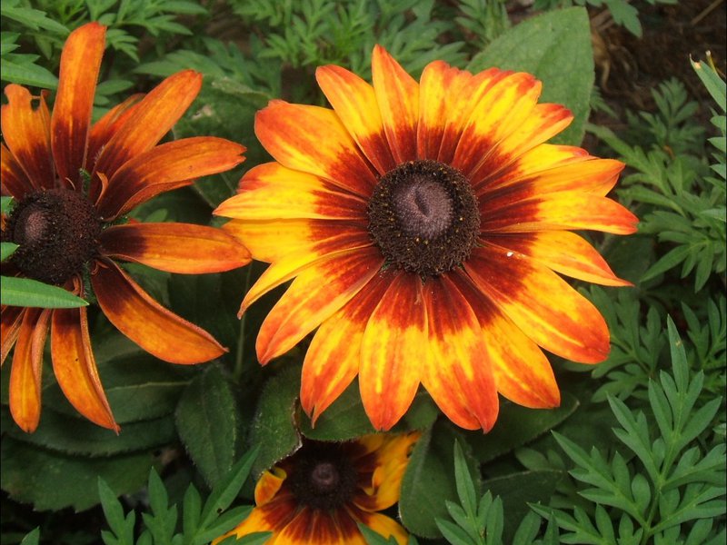 Características da planta rudbeckia