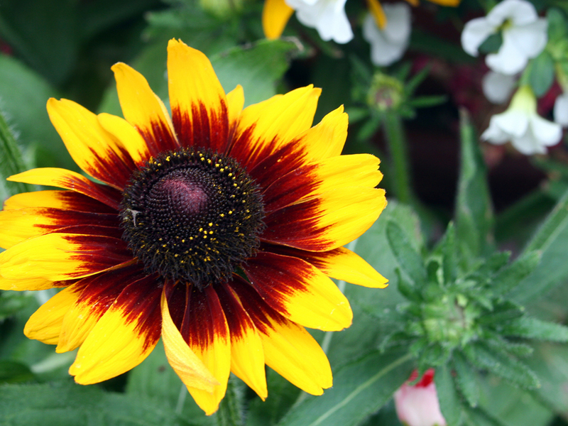 Qual é a aparência de uma flor rudbeckia