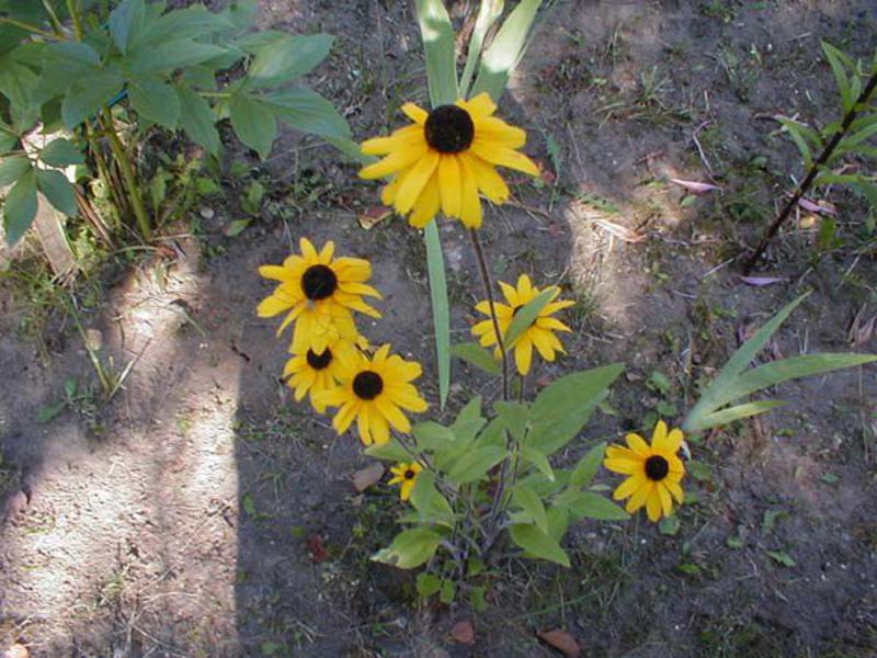 Jährliche Rudbeckia - aus Samen gezogen.