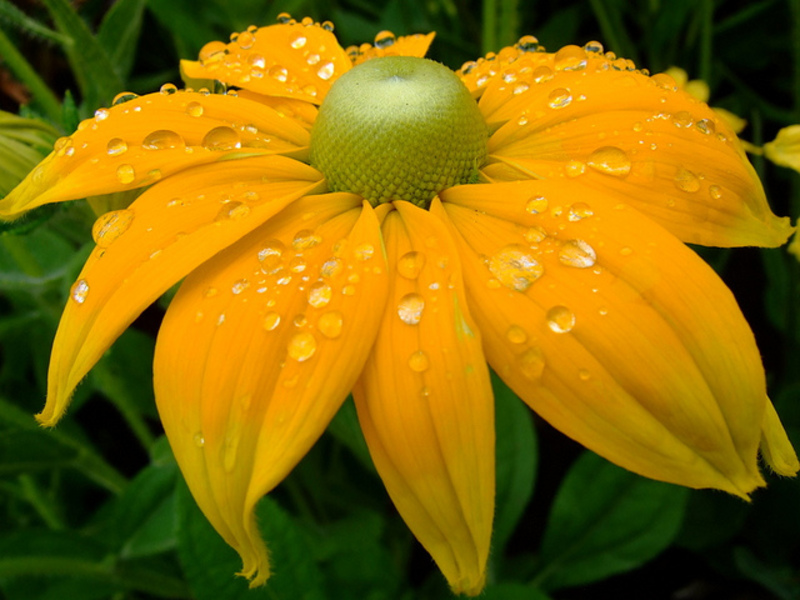 Plantando rudbeckia no jardim