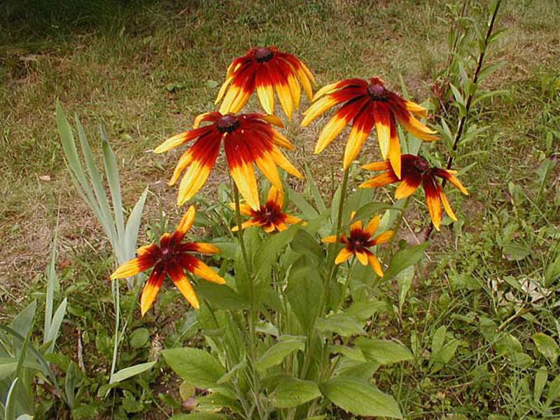 Mehrjährige Rudbeckia, Pflege