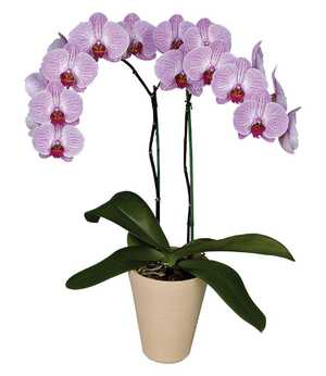 Orchid varieties