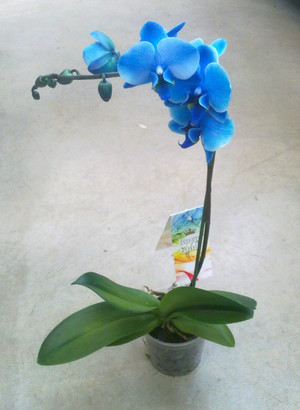 Hoe zorg je voor orchideeën