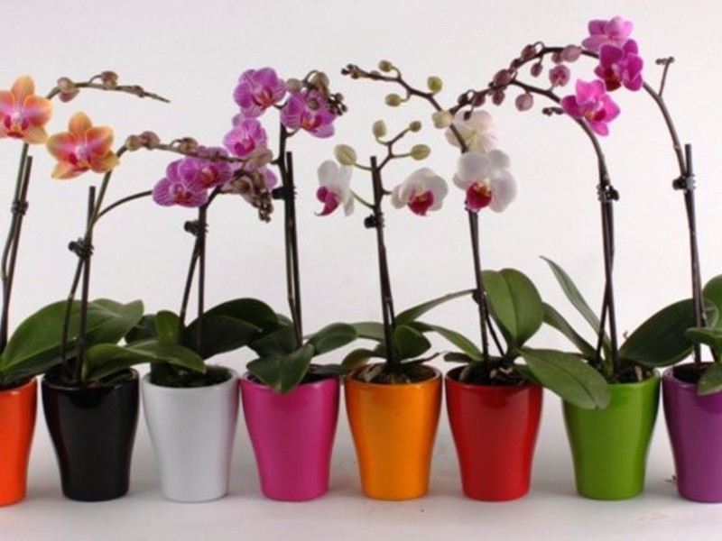 How to care for orchids