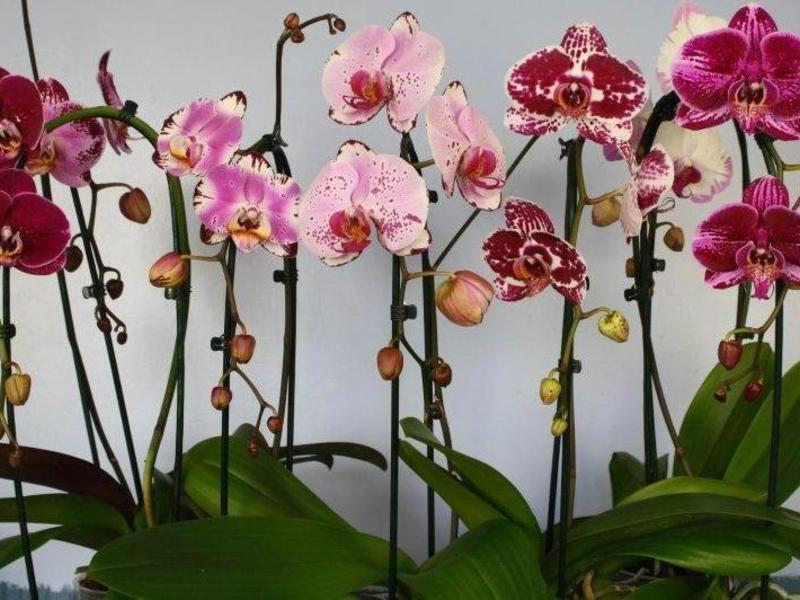 Types and names of orchids