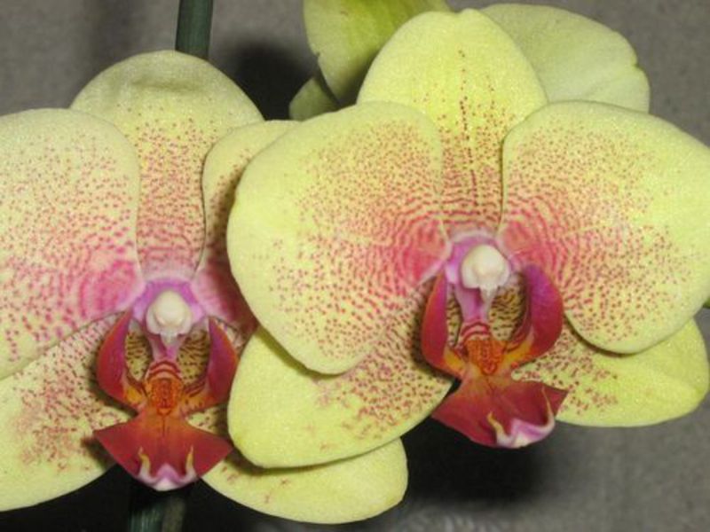 Come prendersi cura delle orchidee