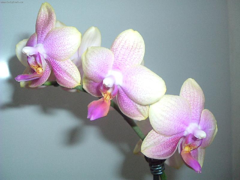 How to care for orchids