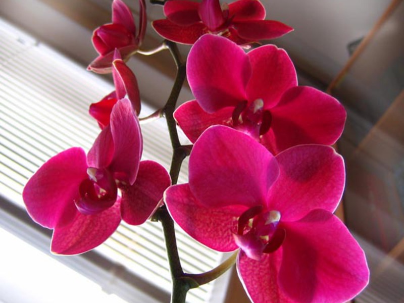 Orchidee kleur