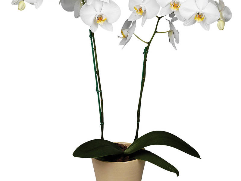 Indoor orchids