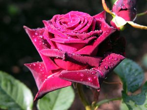 The color of roses and their meanings