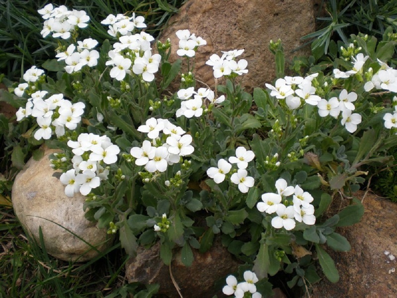 Arabis plant variety Alpine snow