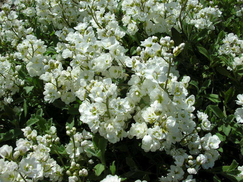 Description of Caucasian Arabis