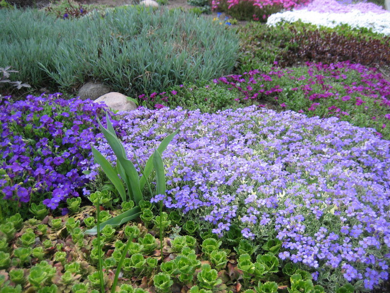 Diferențe în speciile de plante arabis