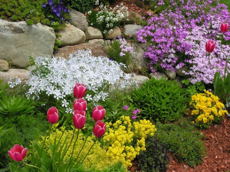 Méthodes d'utilisation des arabis pour la conception du paysage