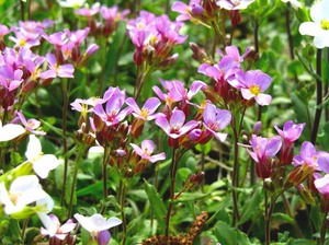 Beschrijving van de Arabis-plant